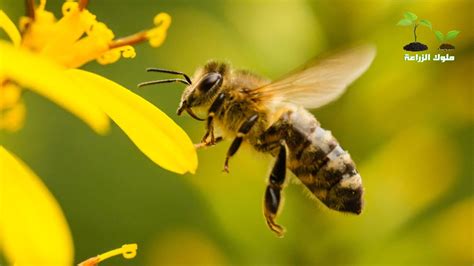 صوت النحل يسمى